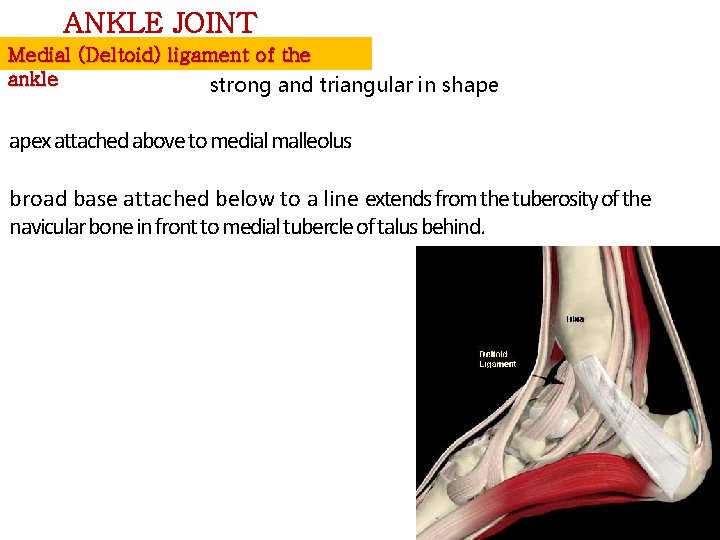 ANKLE JOINT Medial (Deltoid) ligament of the ankle strong and triangular in shape apex