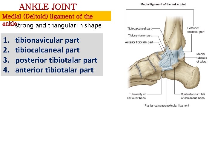 ANKLE JOINT Medial (Deltoid) ligament of the anklestrong and triangular in shape 1. 2.