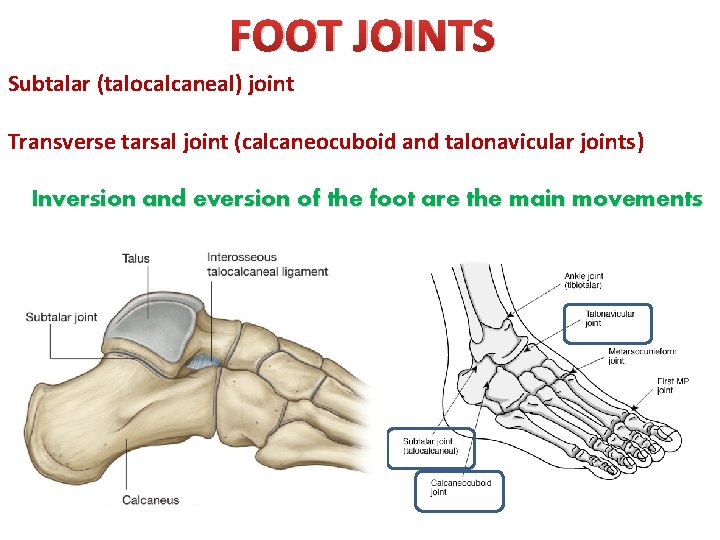FOOT JOINTS Subtalar (talocalcaneal) joint Transverse tarsal joint (calcaneocuboid and talonavicular joints) Inversion and
