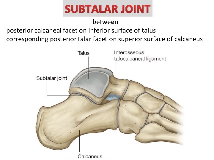 SUBTALAR JOINT between posterior calcaneal facet on inferior surface of talus corresponding posterior talar