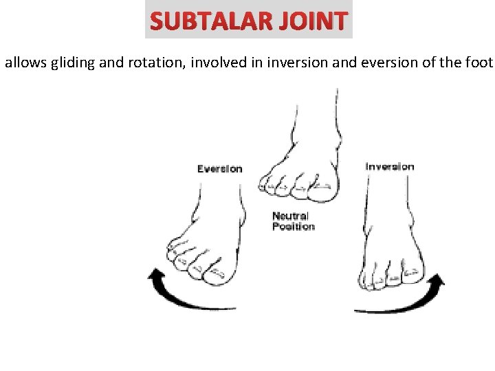 SUBTALAR JOINT allows gliding and rotation, involved in inversion and eversion of the foot.