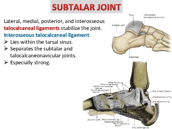 SUBTALAR JOINT Lateral, medial, posterior, and interosseous talocalcaneal ligaments stabilize the joint. Interosseous talocalcaneal