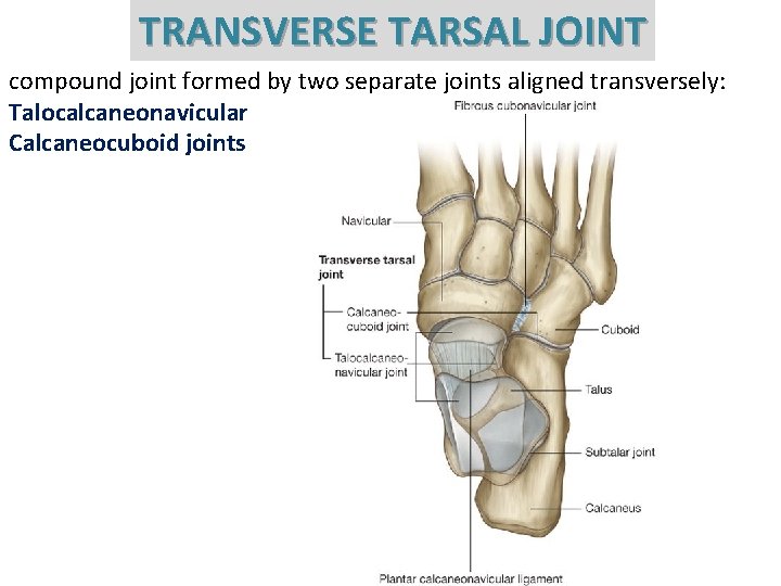 TRANSVERSE TARSAL JOINT compound joint formed by two separate joints aligned transversely: Talocalcaneonavicular Calcaneocuboid