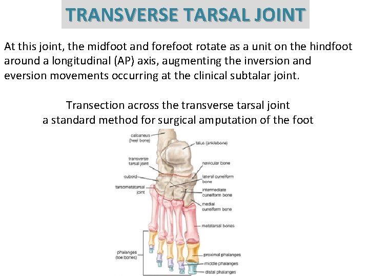 TRANSVERSE TARSAL JOINT At this joint, the midfoot and forefoot rotate as a unit