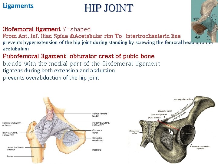 Ligaments Iliofemoral ligament Y-shaped From Ant. Inf. Iliac Spine &Acetabular rim To Intertrochanteric line