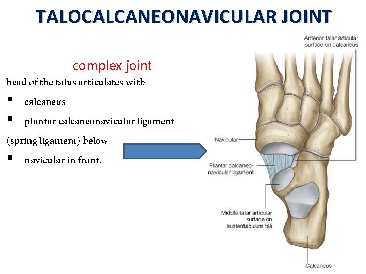 TALOCALCANEONAVICULAR JOINT complex joint head of the talus articulates with § calcaneus § plantar