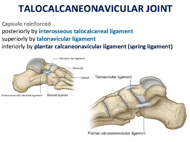 TALOCALCANEONAVICULAR JOINT Capsule reinforced posteriorly by interosseous talocalcaneal ligament superiorly by talonavicular ligament inferiorly