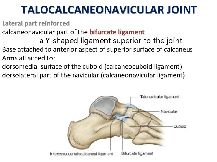 TALOCALCANEONAVICULAR JOINT Lateral part reinforced calcaneonavicular part of the bifurcate ligament a Y-shaped ligament