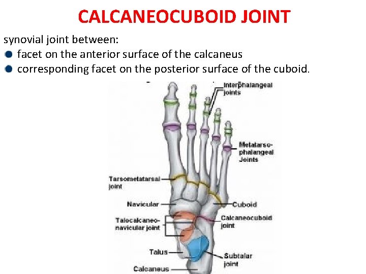 CALCANEOCUBOID JOINT synovial joint between: facet on the anterior surface of the calcaneus corresponding