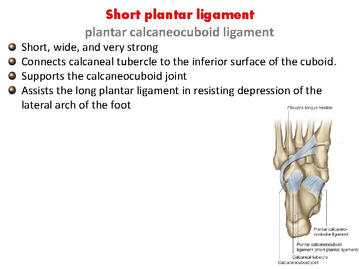 Short plantar ligament plantar calcaneocuboid ligament Short, wide, and very strong Connects calcaneal tubercle