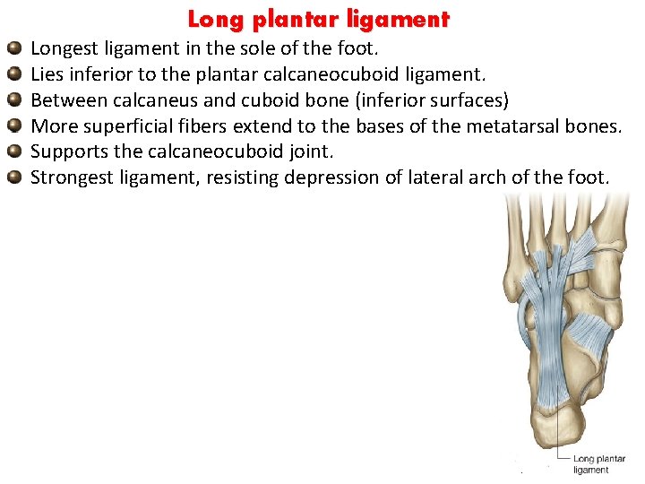 Long plantar ligament Longest ligament in the sole of the foot. Lies inferior to