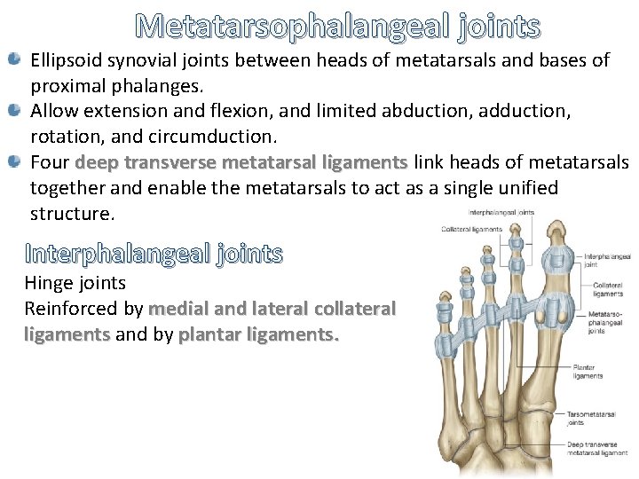 Metatarsophalangeal joints Ellipsoid synovial joints between heads of metatarsals and bases of proximal phalanges.