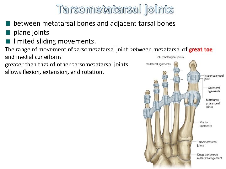 Tarsometatarsal joints between metatarsal bones and adjacent tarsal bones plane joints limited sliding movements.