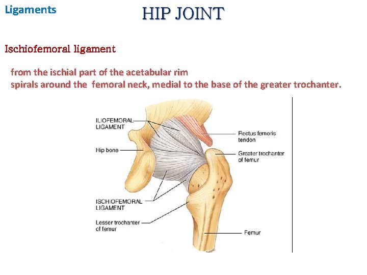 Ligaments Ischiofemoral ligament from the ischial part of the acetabular rim spirals around the