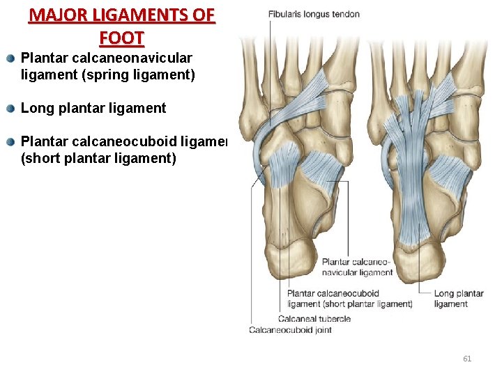 MAJOR LIGAMENTS OF FOOT Plantar calcaneonavicular ligament (spring ligament) Long plantar ligament Plantar calcaneocuboid