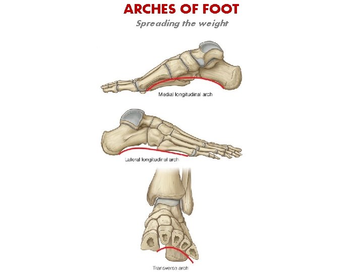 ARCHES OF FOOT Spreading the weight 
