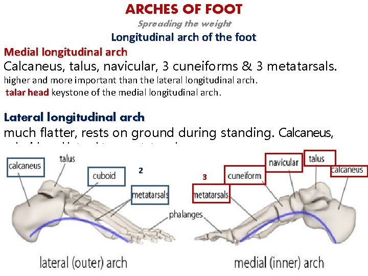 ARCHES OF FOOT Spreading the weight Longitudinal arch of the foot Medial longitudinal arch
