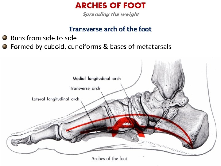ARCHES OF FOOT Spreading the weight Transverse arch of the foot Runs from side