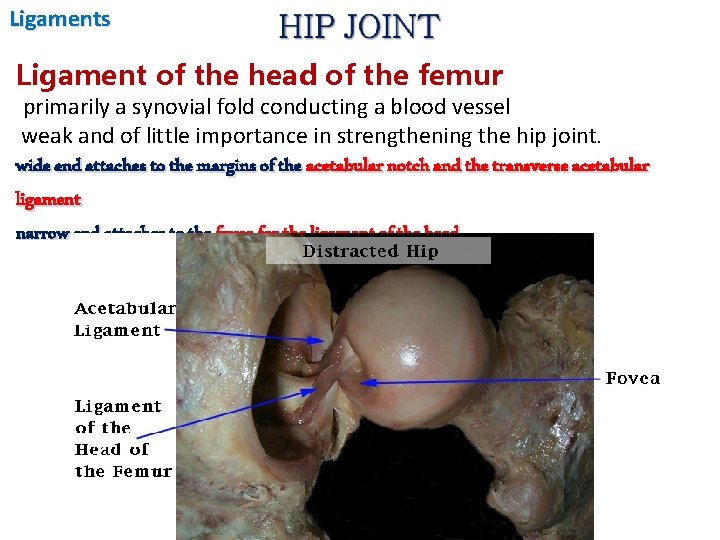 Ligaments Ligament of the head of the femur primarily a synovial fold conducting a
