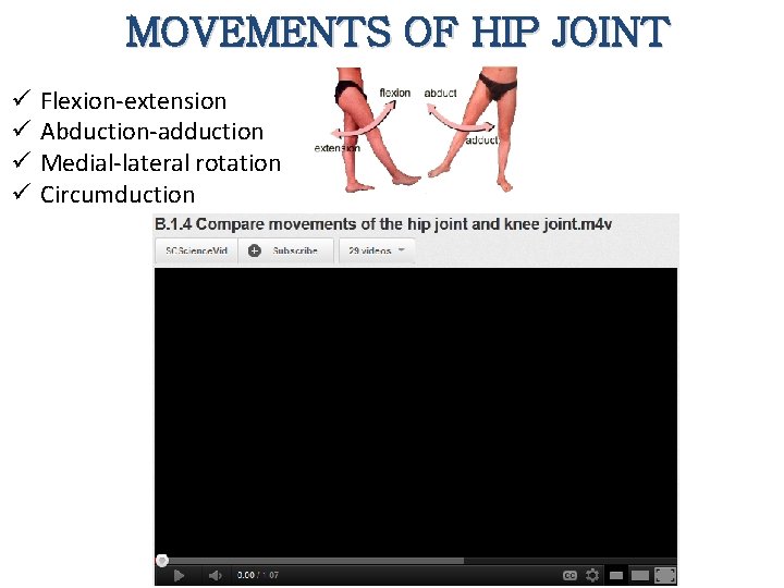 MOVEMENTS OF HIP JOINT ü ü Flexion-extension Abduction-adduction Medial-lateral rotation Circumduction 