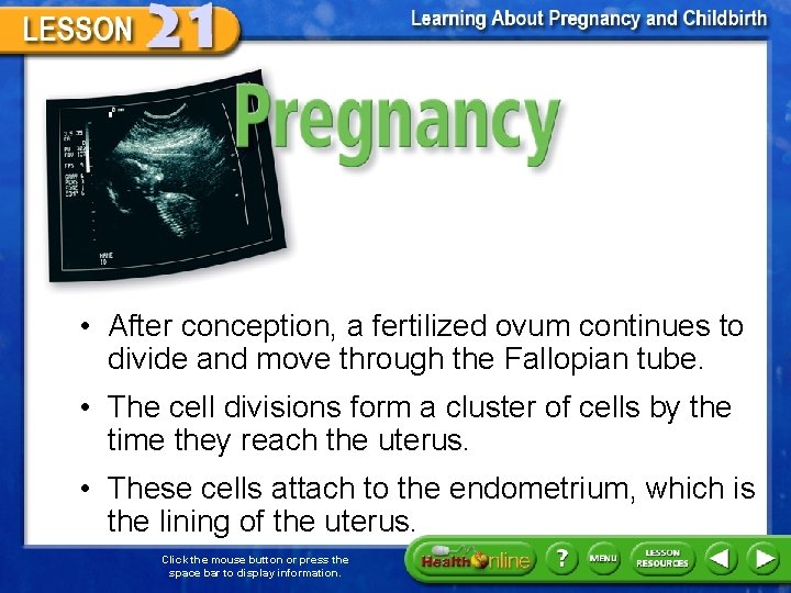 Pregnancy • After conception, a fertilized ovum continues to divide and move through the