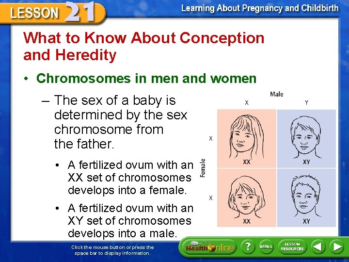 What to Know About Conception and Heredity • Chromosomes in men and women –