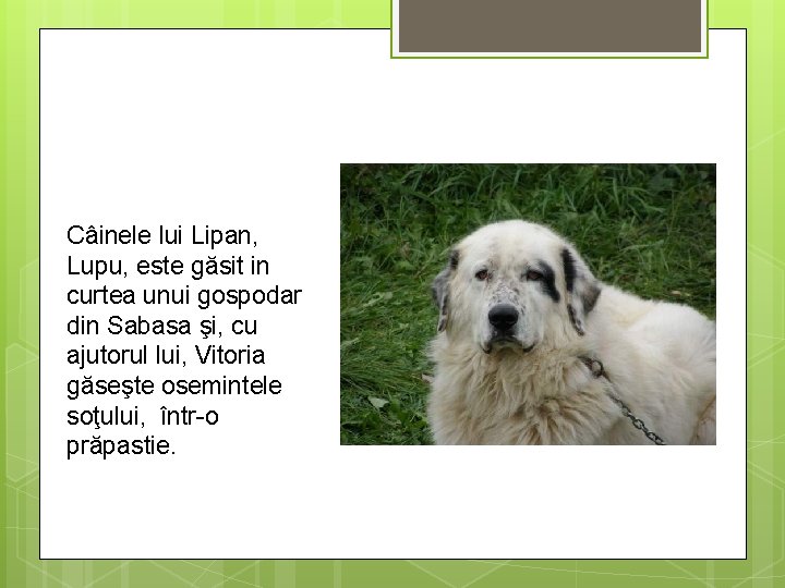 Câinele lui Lipan, Lupu, este găsit in curtea unui gospodar din Sabasa şi, cu