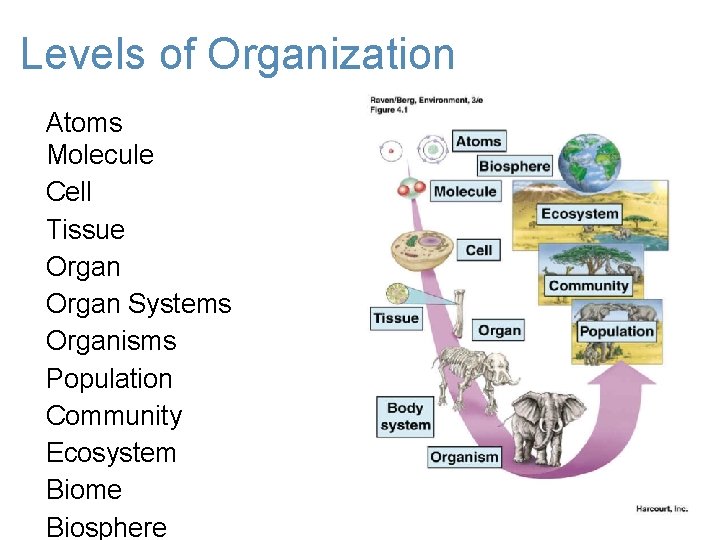 Levels of Organization Atoms Molecule Cell Tissue Organ Systems Organisms Population Community Ecosystem Biome