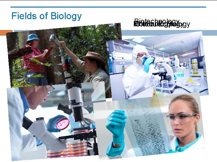 Fields of Biology Biotechnology Entomology Global Ecology Molecular Biology 