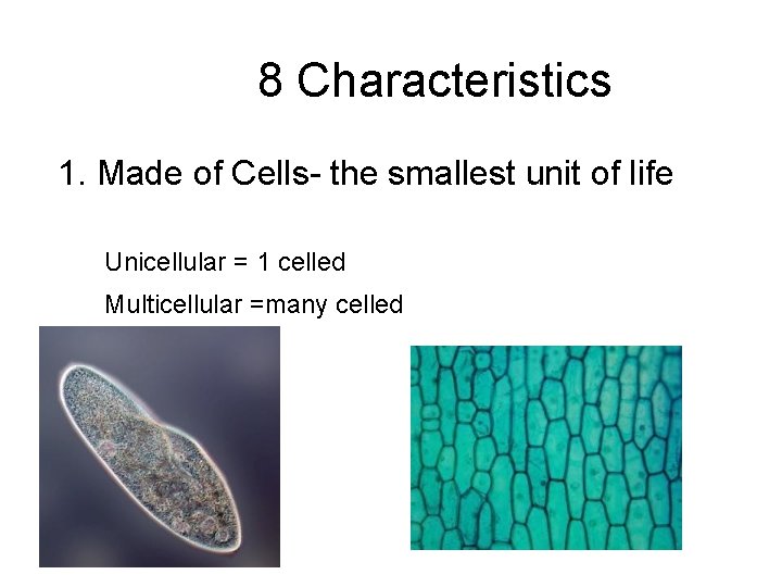 8 Characteristics 1. Made of Cells- the smallest unit of life Unicellular = 1