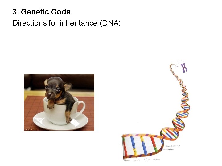 3. Genetic Code Directions for inheritance (DNA) 