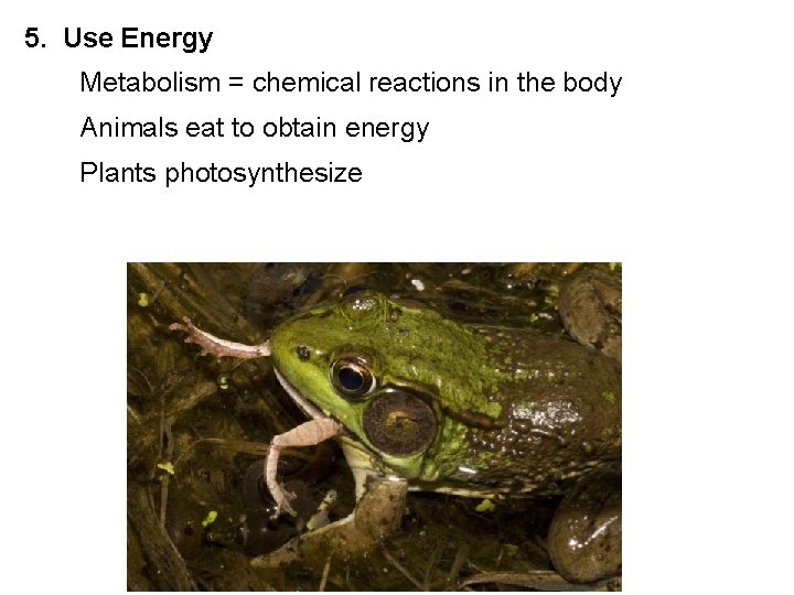 5. Use Energy Metabolism = chemical reactions in the body Animals eat to obtain
