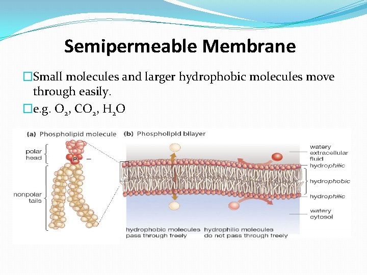 Semipermeable Membrane �Small molecules and larger hydrophobic molecules move through easily. �e. g. O