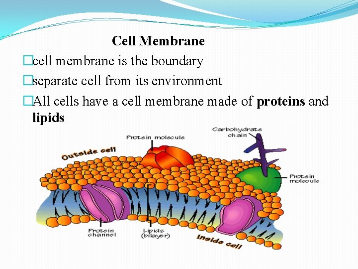 Cell Membrane �cell membrane is the boundary �separate cell from its environment �All cells