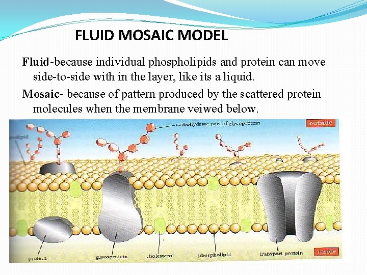 FLUID MOSAIC MODEL Fluid-because individual phospholipids and protein can move side-to-side with in the