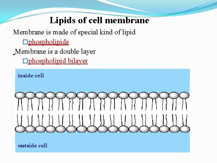 Lipids of cell membrane Membrane is made of special kind of lipid �phospholipids Membrane