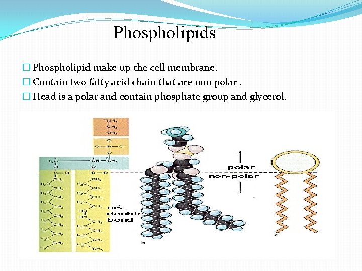 Phospholipids � Phospholipid make up the cell membrane. � Contain two fatty acid chain