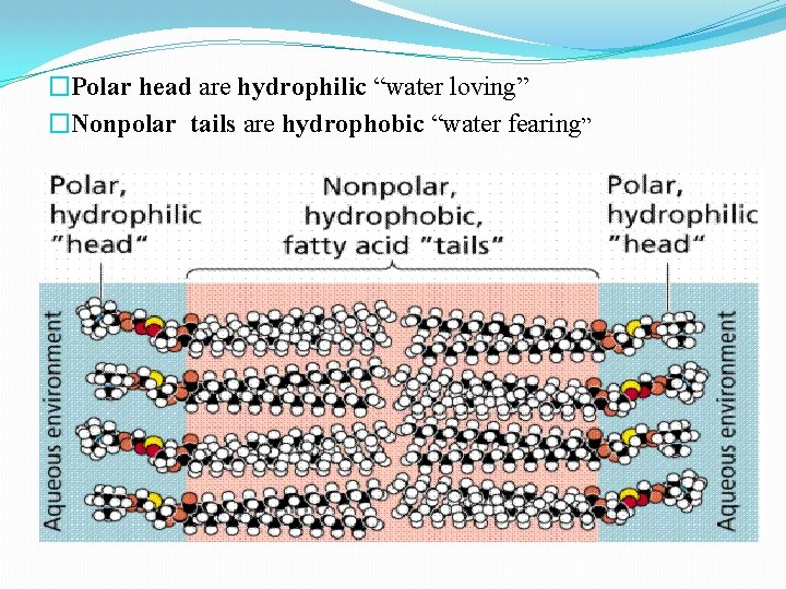 �Polar head are hydrophilic “water loving” �Nonpolar tails are hydrophobic “water fearing” 