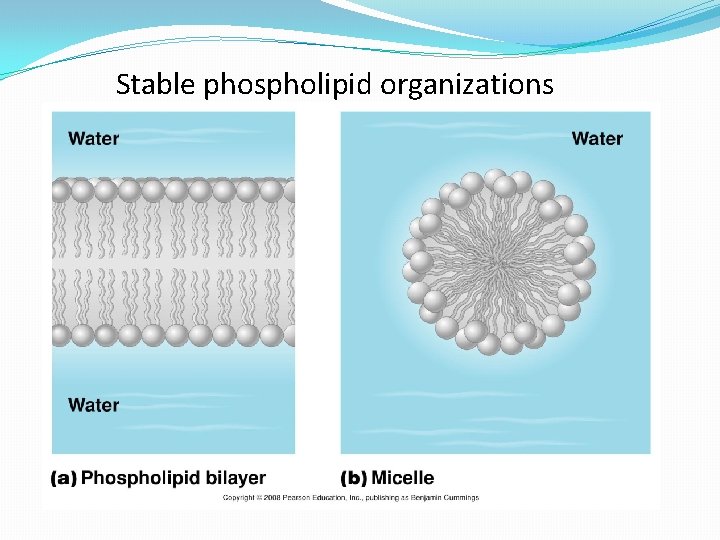Stable phospholipid organizations 