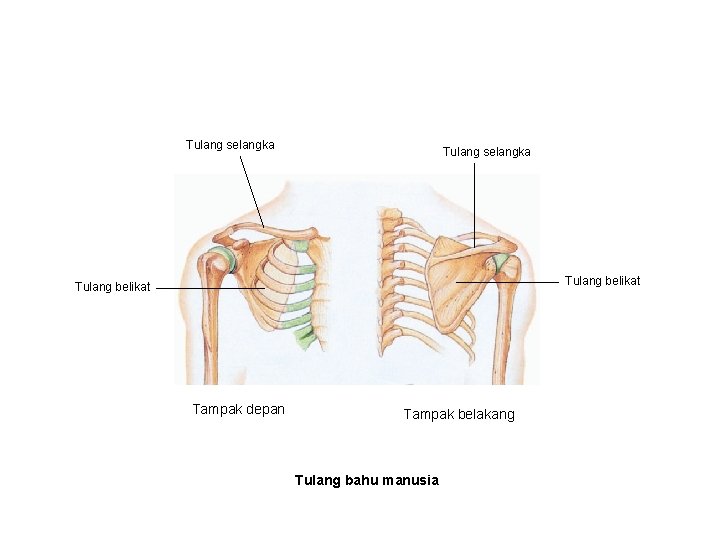 Tulang selangka Tulang belikat Tampak depan Tampak belakang Tulang bahu manusia 
