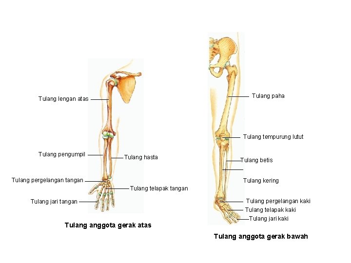 Tulang paha Tulang lengan atas Tulang tempurung lutut Tulang pengumpil Tulang hasta Tulang pergelangan