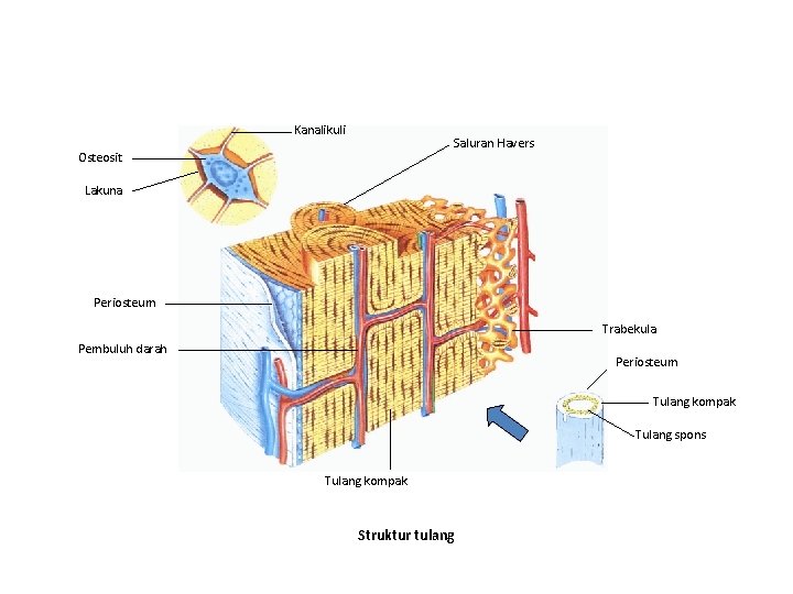 Kanalikuli Saluran Havers Osteosit Lakuna Periosteum Trabekula Pembuluh darah Periosteum Tulang kompak Tulang spons