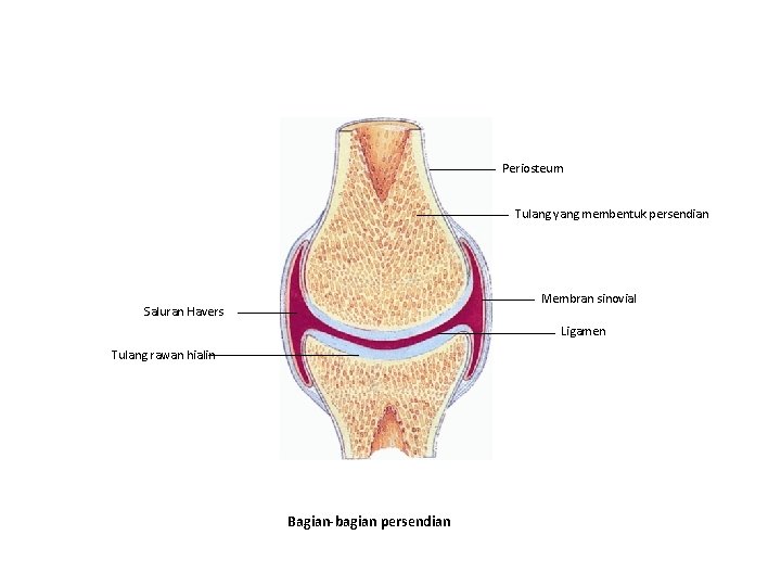 Periosteum Tulang yang membentuk persendian Membran sinovial Saluran Havers Ligamen Tulang rawan hialin Bagian-bagian
