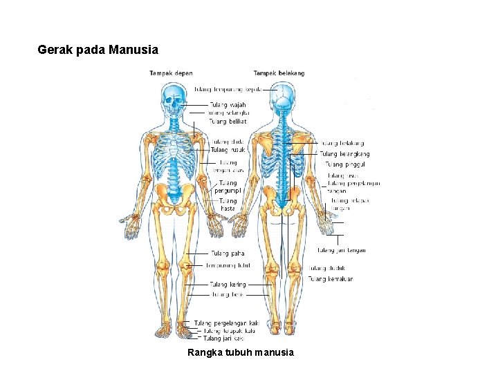 Gerak pada Manusia Rangka tubuh manusia 