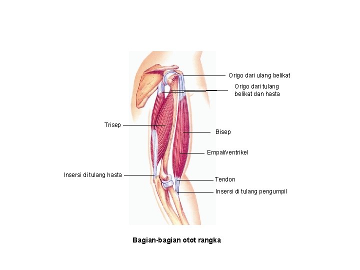 Origo dari ulang belikat Origo dari tulang belikat dan hasta Trisep Bisep Empal/ventrikel Insersi