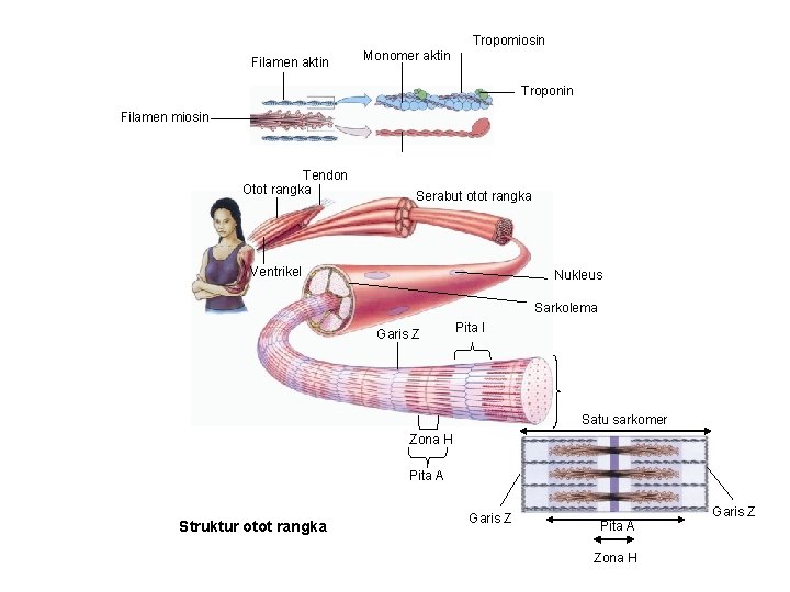 Tropomiosin Filamen aktin Monomer aktin Troponin Filamen miosin Tendon Otot rangka Serabut otot rangka