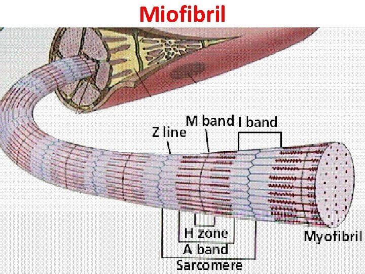 Miofibril 