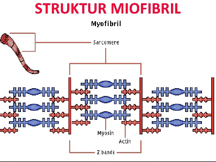 STRUKTUR MIOFIBRIL 