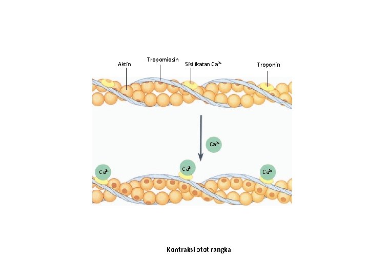 Aktin Tropomiosin Sisi ikatan Ca 2+ Troponin Ca 2+ Kontraksi otot rangka Ca 2+