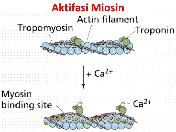 Aktifasi Miosin 
